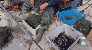 Ватосът е шампионът на лятото сред рибите съобщиха рибари от
