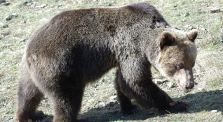 Жената която беше нападната от мечката е жива и здрава