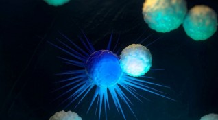 Имунната система ни предпазва от нашественици чужди клетки и злокачествени