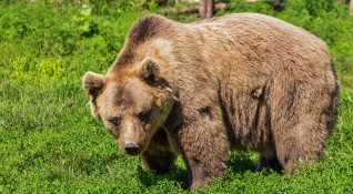 Има разрешение за отстрел на мечката която нападна жена край