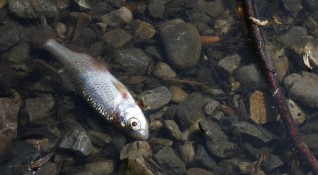 Вече пети ден р Стара река изхвърля мъртви риби между