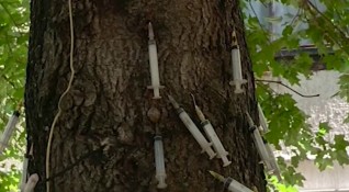 20 ина спринцовки са забити в дърво в столичния квартал Люлин