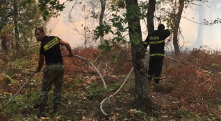 Пожар изпепели 2000 декара борова гора в Сакар планина Десетки