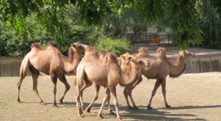 Четири двугърби камили пристигнаха в зоопарка в София от зоологическата