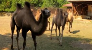 Четири двугърби камили пристигнаха в столичния зоопарк от Унгария Трите