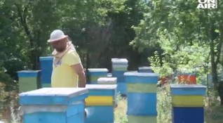 Пчелари сигнализират за близо 50 смъртност на пчелни семейства Според