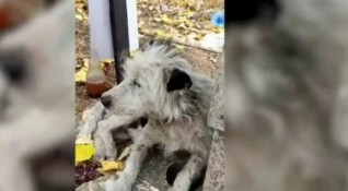 Куче живя повече от два месеца на гроба на своята