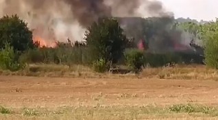 Пожар е избухнал в борова гора край Павел баня съобщиха
