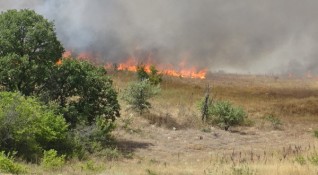 Нов пожар гори край Велинград Пламъците са обхванали иглолистна гора