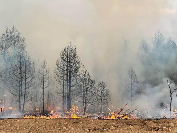 Над 20 пожара гасят пожарникари, горски работници и доброволци в