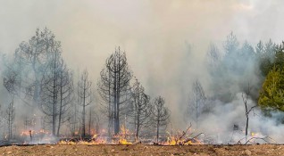 Над 20 пожара гасят пожарникари горски работници и доброволци в