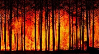 2500 годишно дърво е изгоряло по време на пожар на остров
