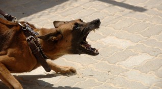 Неизвестен мъж трови улични кучета в Стражица пише в Монитор На