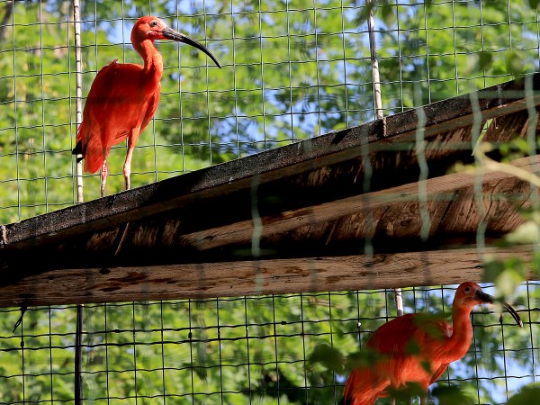 Снимка: БГНЕС Ярко оцветени червени ибиси са най-новите екзотични обитатели