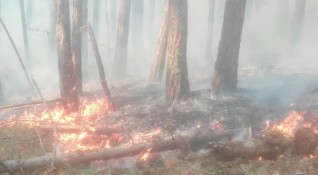 Пожар е изпепелил 60 декара гора край Ардино Огнената стихия
