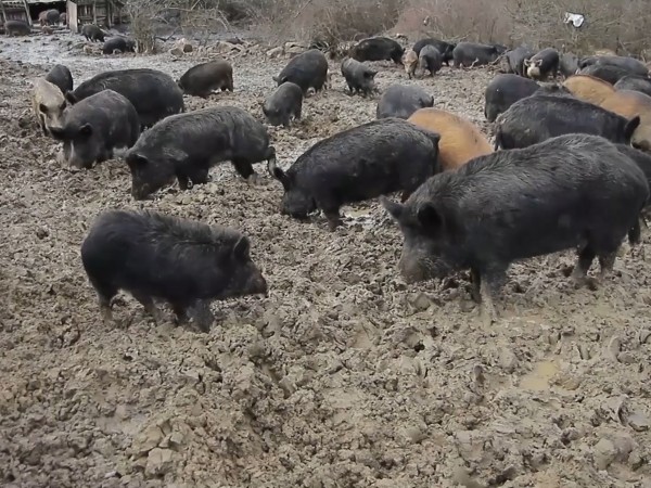 Умъртвиха прасетата в пазарджишко село заради огнище на африканската чума