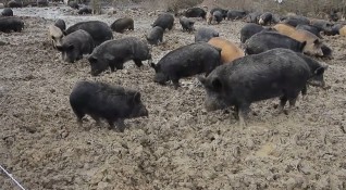 Умъртвиха прасетата в пазарджишко село заради огнище на африканската чума