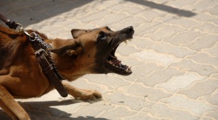 Сигнал за жестокост към кучета е подаден в Ямболско Животните