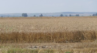 Българските сортове пшеница са по адаптивни и устойчиви поради факта че
