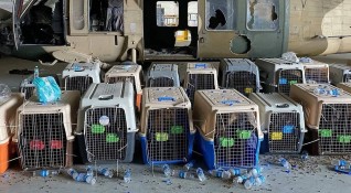 Кучетата оставени от чуждестранните военни на летището в Кабул най