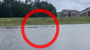 По наводнените улици в американския щат Луизиана заплува делфин Семейство
