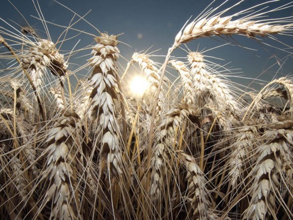 Над 7 000 000 тона пшеница е ожъната това лято