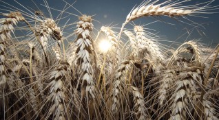 Над 7 000 000 тона пшеница е ожъната това лято