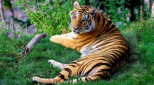 Бенгалски тигър избяга от клетката си в зоопарк в Индия
