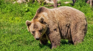 Мечка наречена Симона стана първата проблемна мечка в България която
