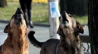 Сигнали за нахапани граждани от бездомни кучета в Самоков като