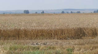 С 52 повече е добитата пшеница през 2021 г от
