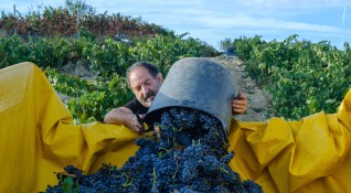 Испански фермер прибира своето грозде след гроздобер Снимка БГНЕС