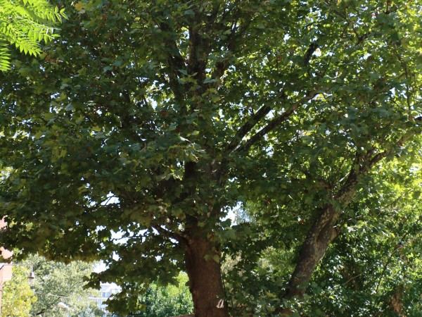 Три вековни дървета в историческата част на София са обявени