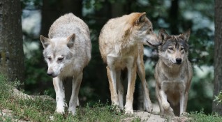 Глутници вълци нападат добитък в странджанските села Животновъди казват че