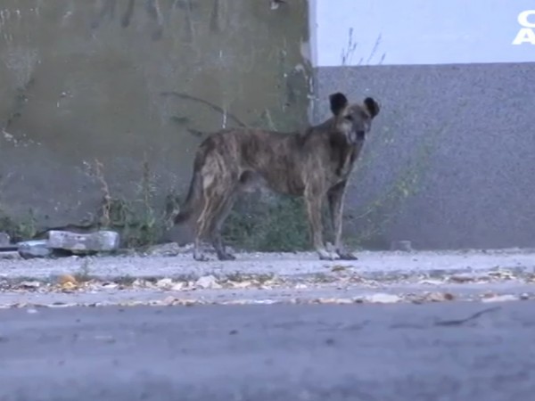За терор от бездомни кучета се оплакват жители на Видин.
