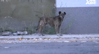 За терор от бездомни кучета се оплакват жители на Видин