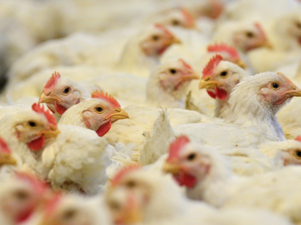 През декември миналата година 101 000 пилета в гигантска ферма