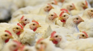 През декември миналата година 101 000 пилета в гигантска ферма
