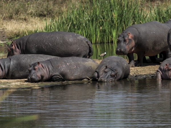 Колумбийското правителство най-накрая започна стерилизация на десетки хипопотами, първоначално пренесени