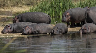 Колумбийското правителство най накрая започна стерилизация на десетки хипопотами първоначално пренесени