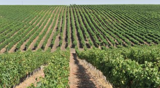 Въпреки кризата българската изба New Bloom Winery инвестира в още