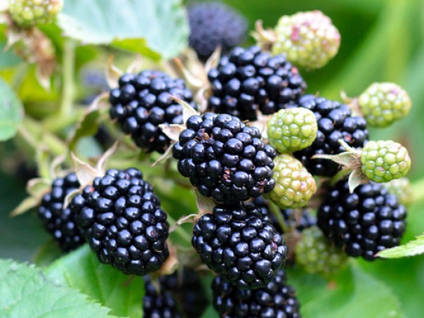 Плодовете са с най-високо съдържание на естествени въглехидрати и захари.