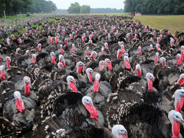 Британските фермери, които отглеждат пуйки заявиха, че ще направят всичко