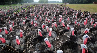 Британските фермери които отглеждат пуйки заявиха че ще направят всичко