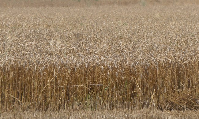 Светът купува европейската пшеница, както никога досега
