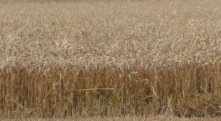Държавите по света купуват европейската пшеница с най бързите темпове досега