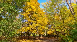 Златна есен в столичен парк Снимка БГНЕС
