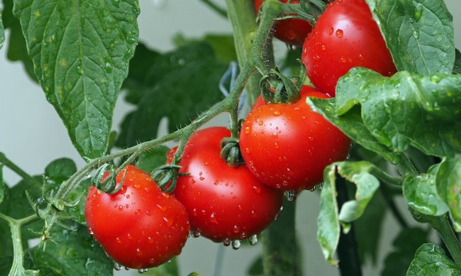 6 лв. за килограм домати, краставици, чушки заради скъпия ток 