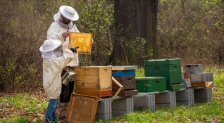 Учени са открили че медоносните пчели използват социално дистанциране за