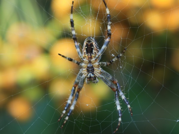 Гигантски, невиждани досега паяци с размер от цели 8 сантиметра,